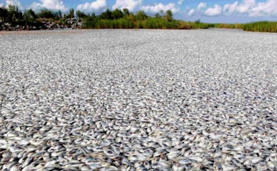 Масштабный замор рыбы в Бразилии