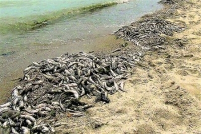 Азовское море ожидает массовый замор рыбы