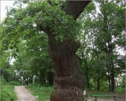 Семь старейших деревьев в столице объявлены памятниками природы 