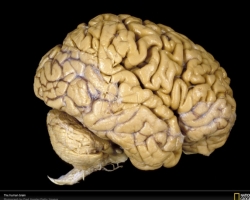 Ученым удалось создать живой «мини-мозг»