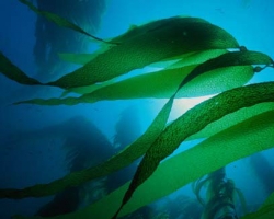 Учеными найдены водоросли, которые борются с раком
