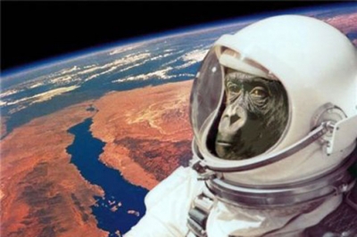 На Землю вернулась обезьяна-космонавт