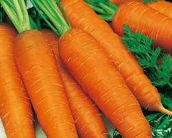 От лишних кило избавит морковка