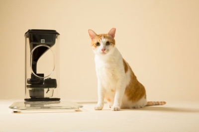 Скоро в продаже появится кормушка для кота с функцией распознавания морды