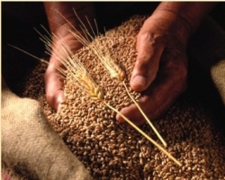 Из-за ложных прогнозов высоких урожаев зерна, аграрии терпят убытки