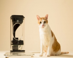 Скоро в продаже появится кормушка для кота с функцией распознавания морды