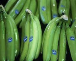 Специалисты рекомендуют есть зеленые бананы