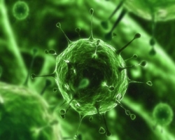 Найден новый вирус, живущий в кишечнике у половины населения земного шара
