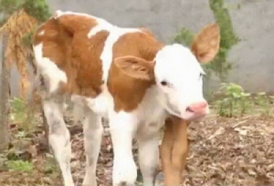 В Китае корова родила теленка с шестью ногами