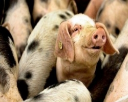Африканская чума свиней пришла на Черниговщину, в области карантин