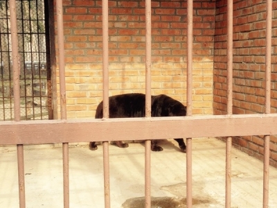 На сотрудницу Харьковского зоопарка напал ягуар, девушка едва не поплатилась жизнью
