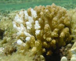 Из-за потепления кораллы теряют свой цвет