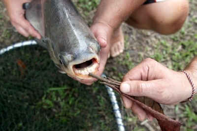 В Колорадо рыбаки поймали рыбу, у которой есть четыре ноги. (Фото)