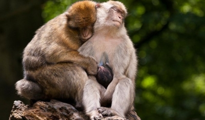 На Бали обезьяна выхватила камеру у туристки и сама сделала селфи. (Видео)