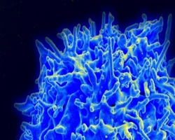 Ученые превратили клетки иммунной системы в лимфоциты, подавляющие рак