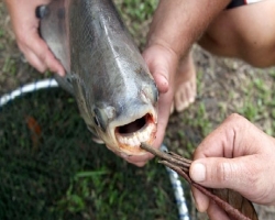 В Колорадо рыбаки поймали рыбу, у которой есть четыре ноги. (Фото)