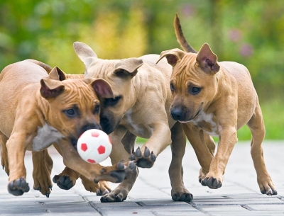 Национальный цирк к Евро-2012 готовит номер с собаками-футболистами