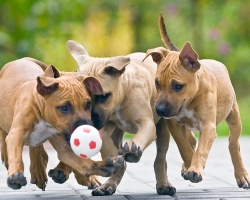 Национальный цирк к Евро-2012 готовит номер с собаками-футболистами