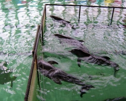 В Украине на три года запретили вылов дельфинов
