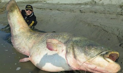 Польские рыбаки поймали огромную рыбину