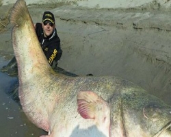 Польские рыбаки поймали огромную рыбину