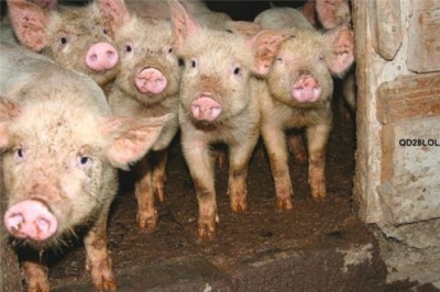 В Украину запретили ввозить российскую свинину из-за чумы