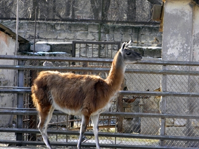 Лама по неизвестным причинам скончалась в Киевском зоопарке