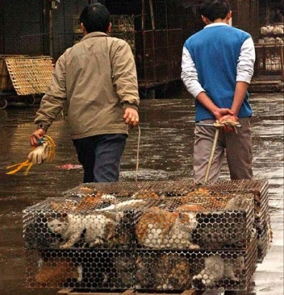 В Пекине протестуют против поедания кошек
