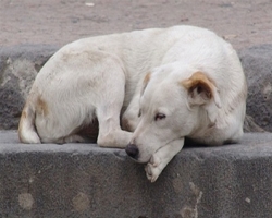 В Киеве жестоко расправились со стаей собак