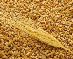 В 2011 в Украине ожидается понижение объемов урожая зерна