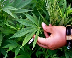 В Грузии собираются легализовать марихуану