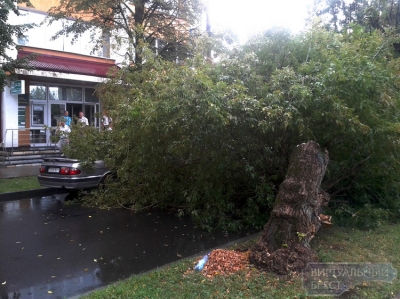 Дерево подкараулило студентов и рухнуло на них 