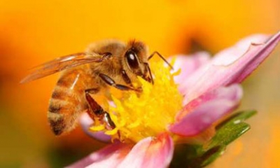 Пчелиный яд станет лекарством от СПИДа