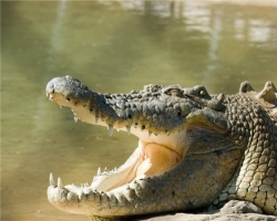 В Африке 15 000 крокодилов удрали в реку от своих хозяев