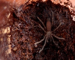 В Бразилии стаи пауков начали охоту на людей