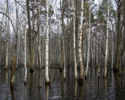 В Красноярском крае затоплено 22 тыс. га леса