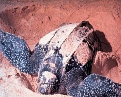 Морские черепахи, пережившие динозавров, могут полностью исчезнуть