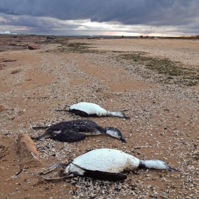 Побережье Англии усеяно тысячами трупов морских птиц