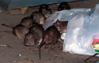 В Китае арестовали 900 торговцев мясом, продававших крысятину