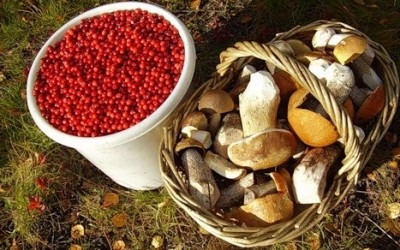 Украинские граждане должны платить налог на сбор лесных ягод, орехов и грибов 