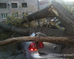 В Луганске огромное дерево, упав, раздавило три легковушки