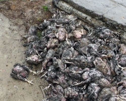 Пожар на птицеферме в Китае: известно уже о 55-ти погибших 