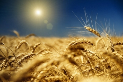 Украина и Америка договорились о создании новых сортов твердой пшеницы