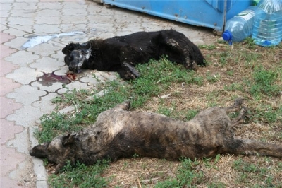 В городке на Одесщине центральная площадь была усыпана трупами собак