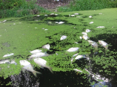 Экологическое ЧП в Тернополе привело к массовой гибели ондатр и рыбы