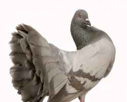 На чердаке донецкой многоэтажки живьем замуровали полсотни голубей