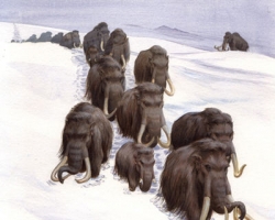 На дне Волги найдено кладбище мамонтов