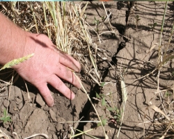 В Пермском крае РФ введен режим ЧС из-за засухи. Погода погубила урожай