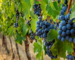 Грузия лишилась урожая винограда