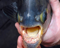 Рыба с человеческими зубами по прозвищу «яйцерезка» завелась в европейских водоемах